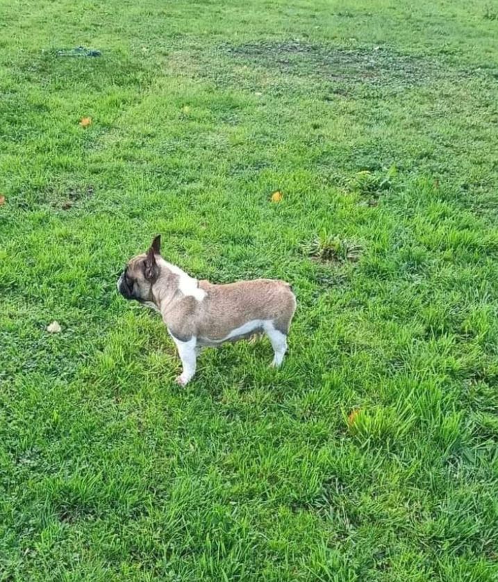 Publication : De La Fougue Du Marais Auteur : JC Meunier