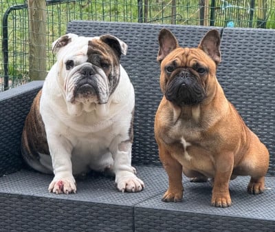 De La Fougue Du Marais