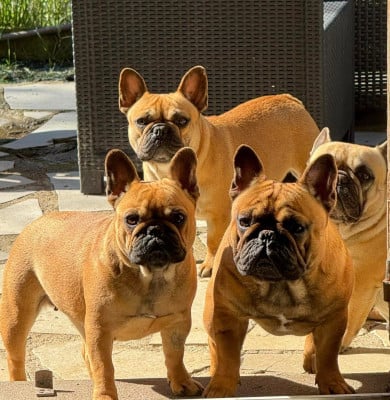 De La Fougue Du Marais