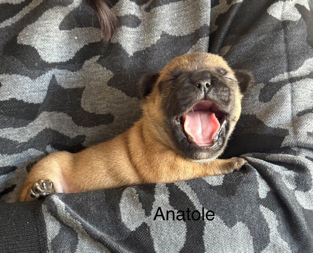 ANATOLE