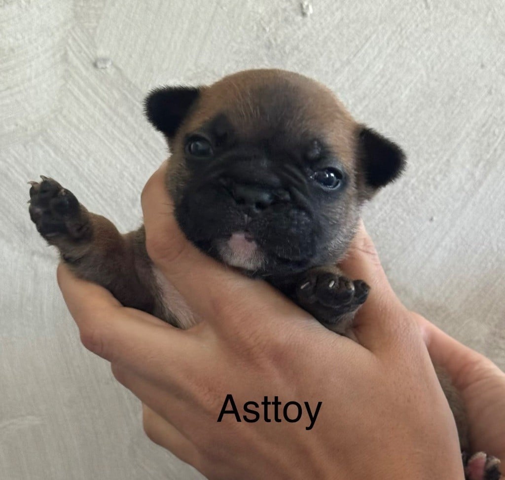 ASTTOY