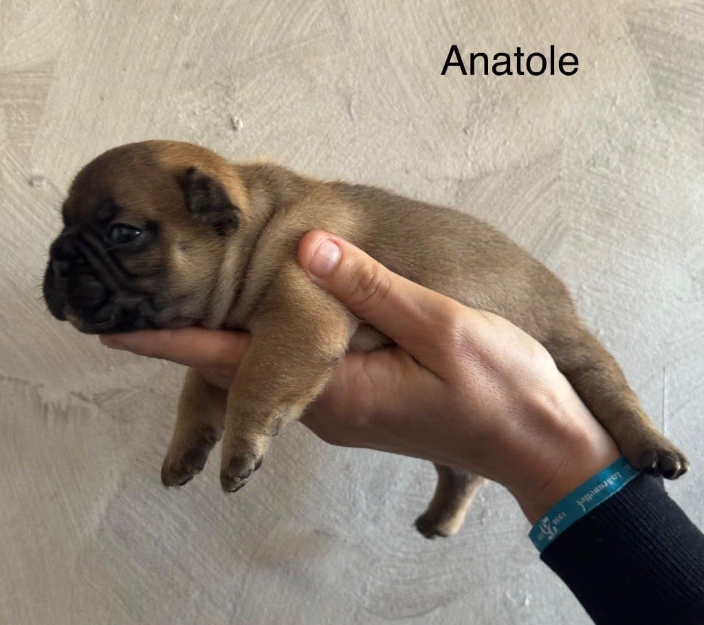 ANATOLE