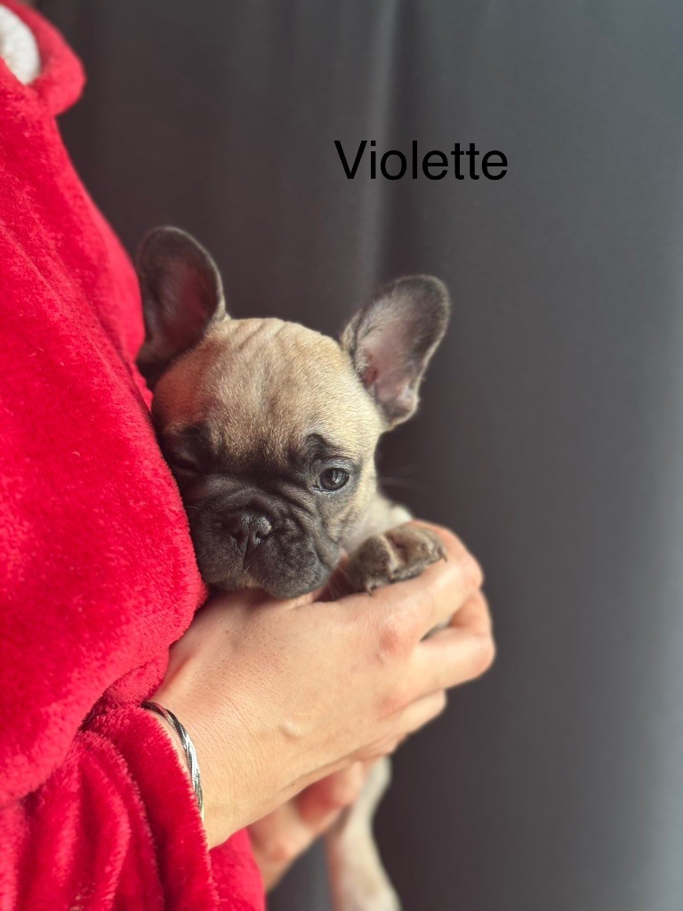 Violette
