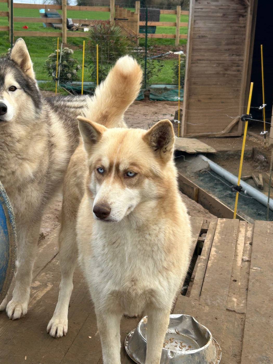 Shaina (Sans Affixe)