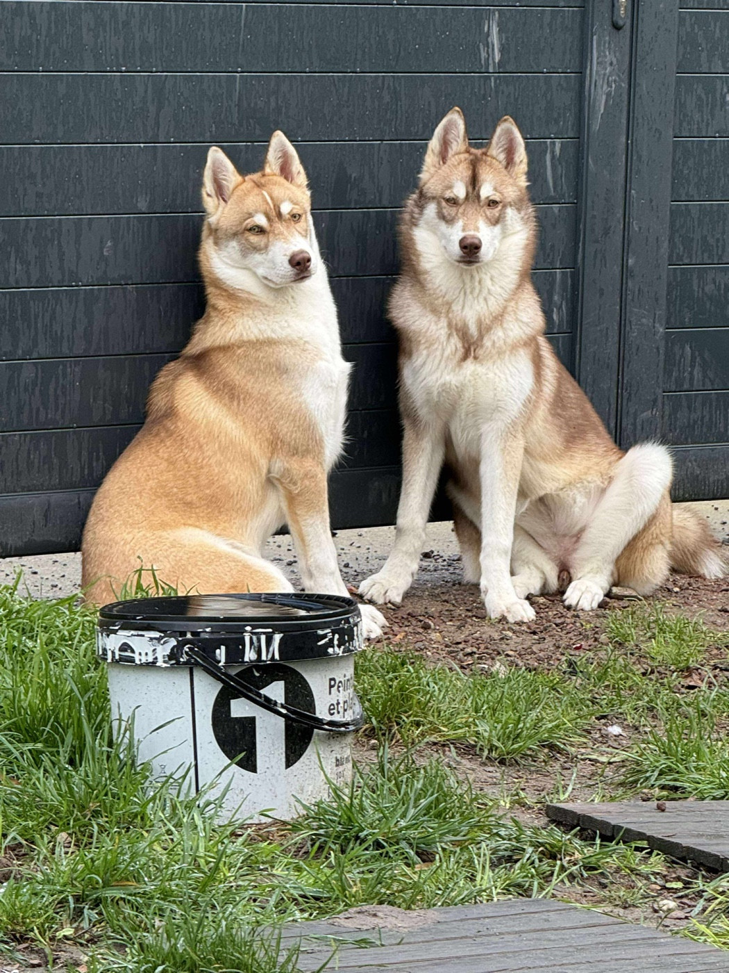 Shaina (Sans Affixe)