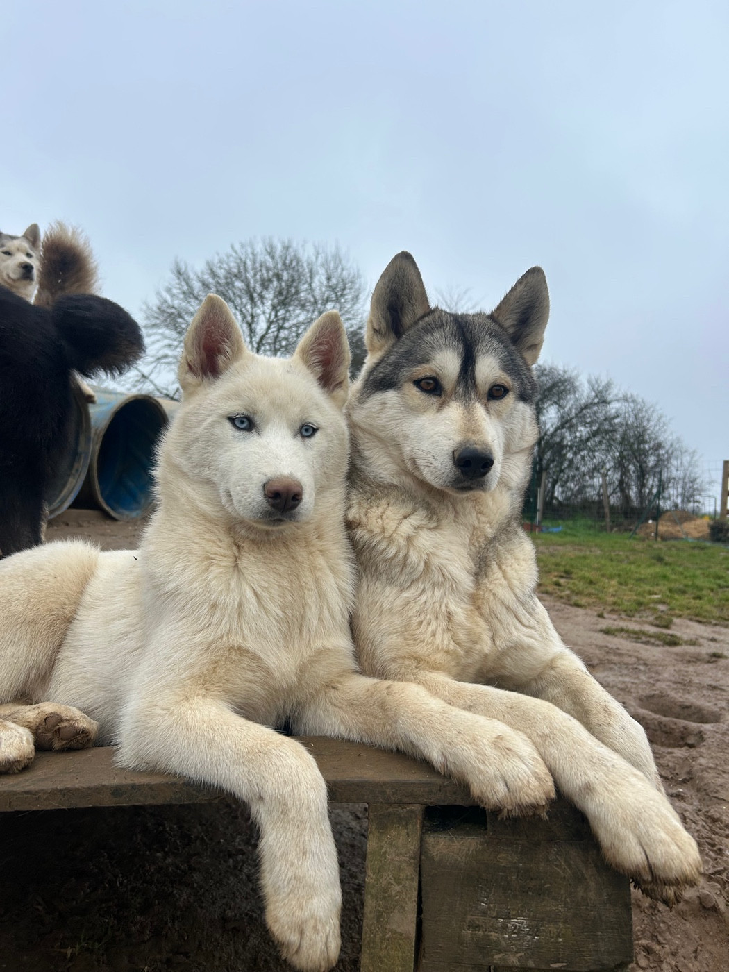 Shaina (Sans Affixe)