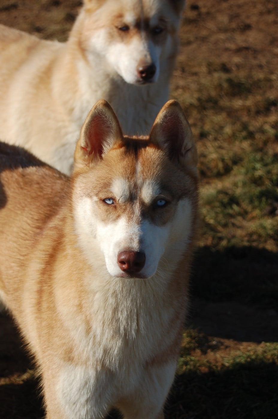 Shaina (Sans Affixe)