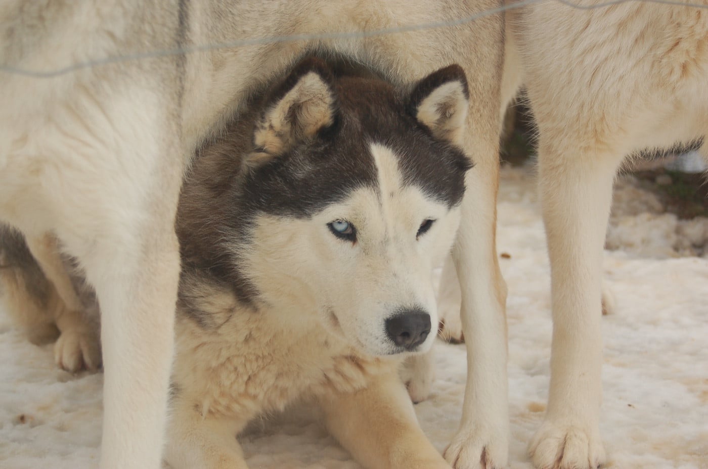 CH. Topaze Danse avec les Loups