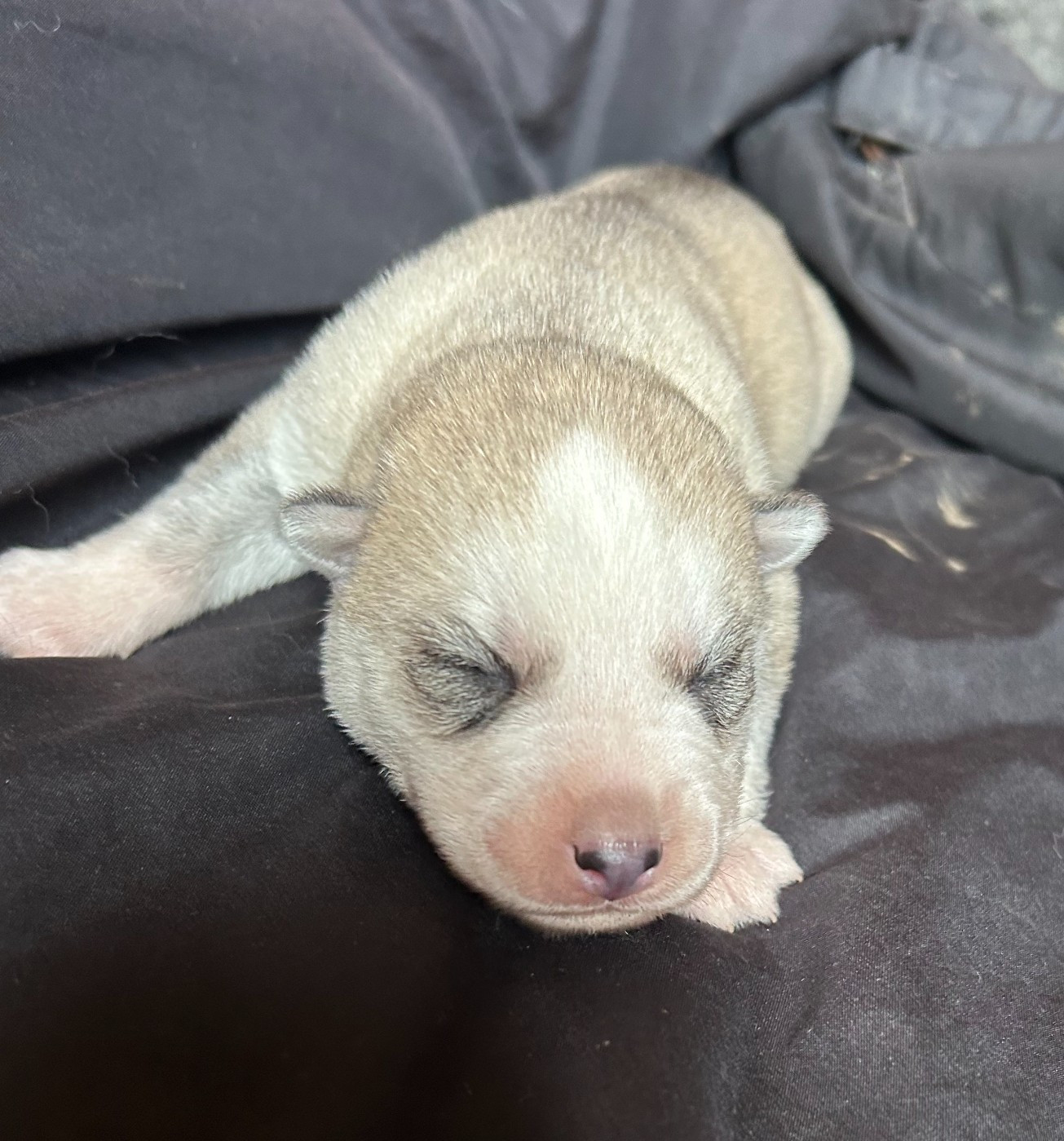 CHIOT 5 - Siberian Husky