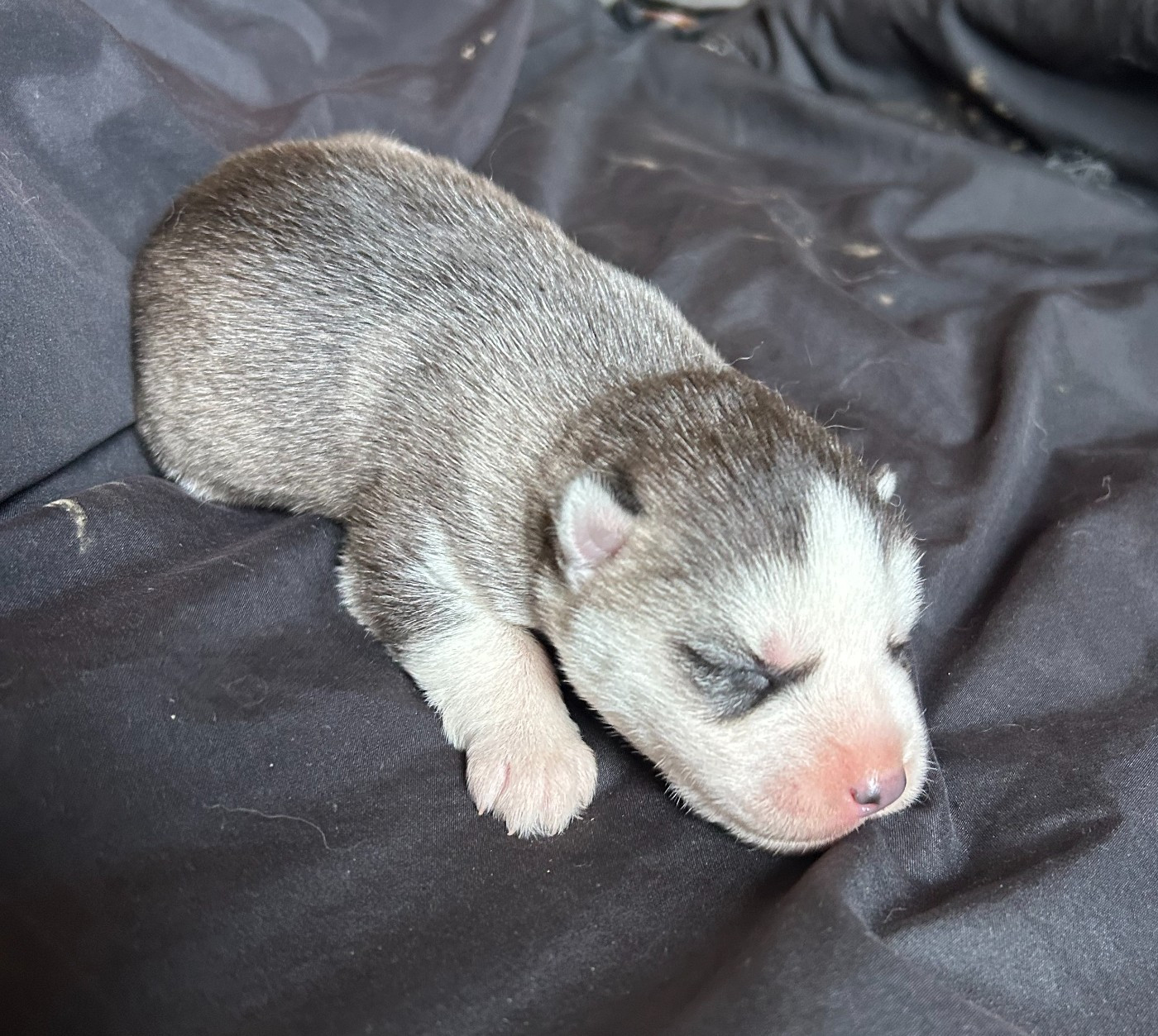 CHIOT 6 - Siberian Husky