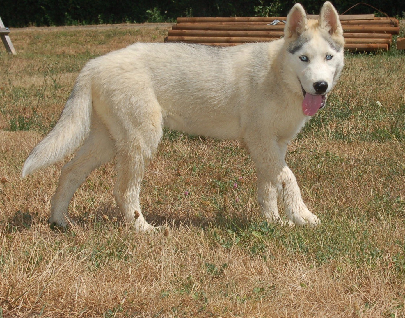 Siberian Husky - Du domaine pacifique