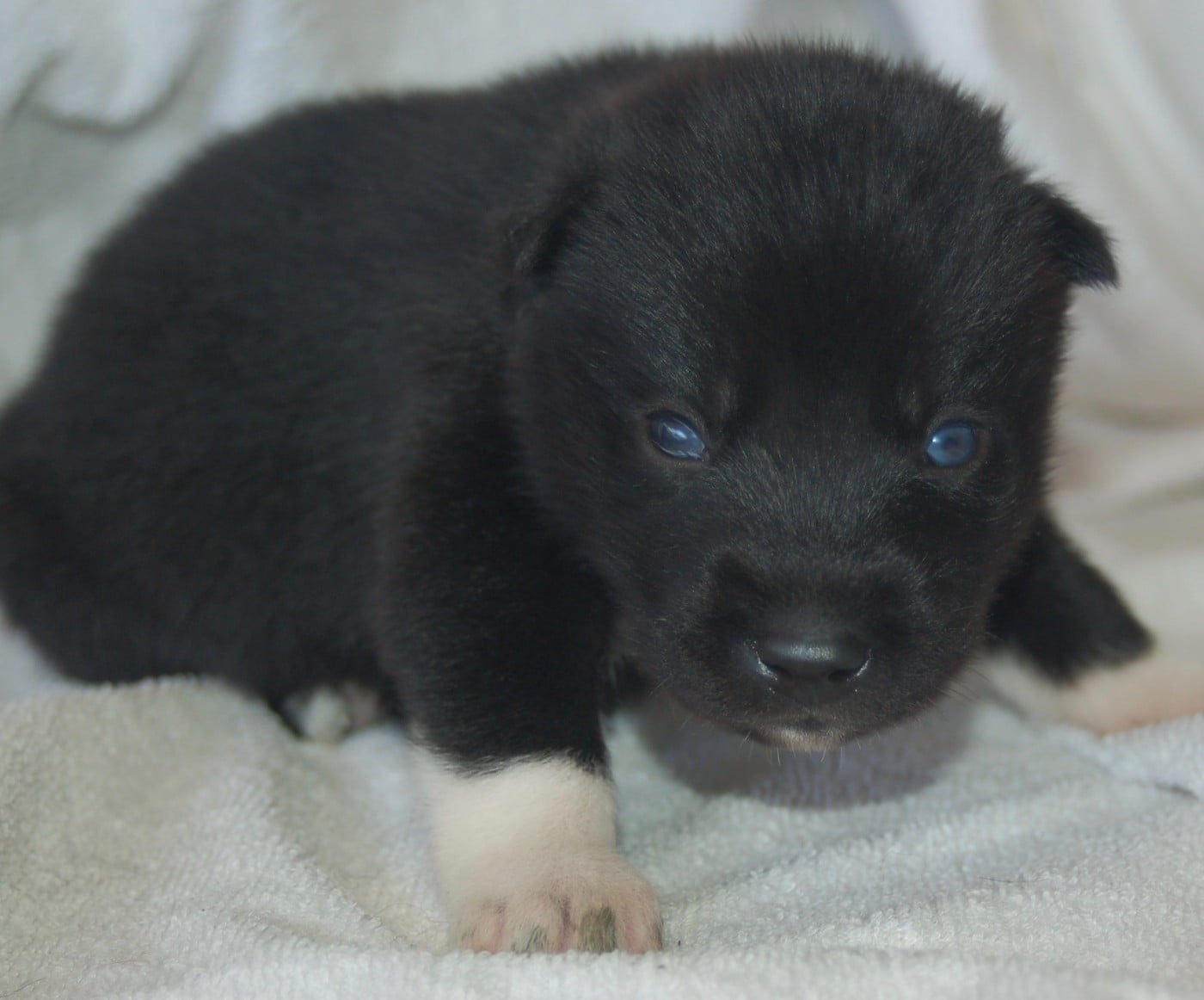 Siberian Husky - Du domaine pacifique