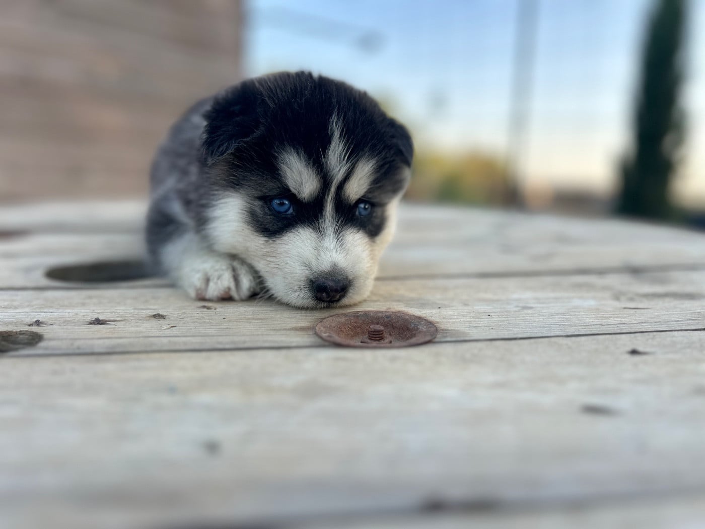 Siberian Husky - Du domaine pacifique
