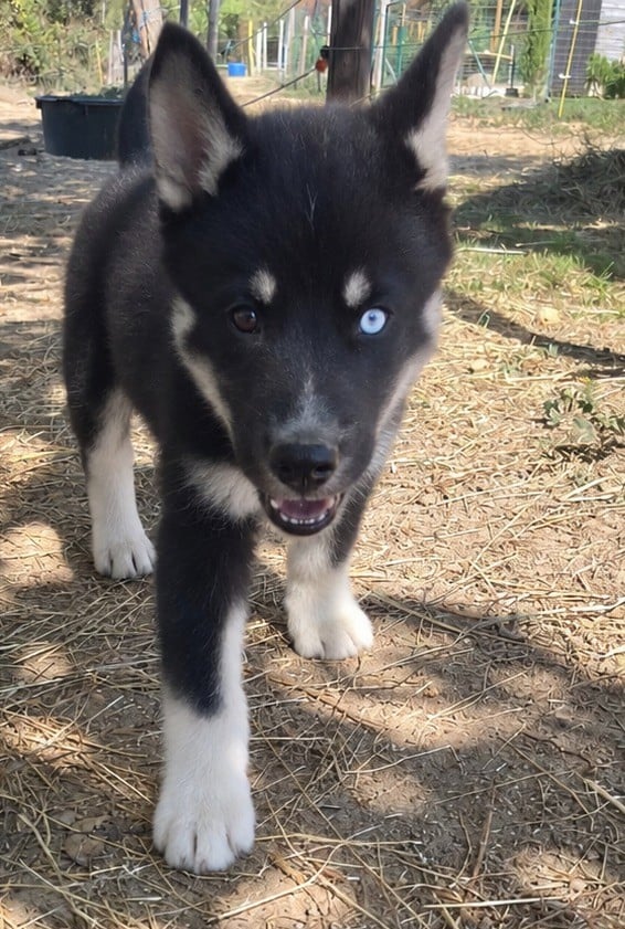 Siberian Husky - Du domaine pacifique