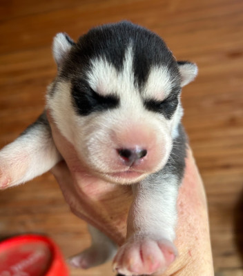 Les chiots de Siberian Husky