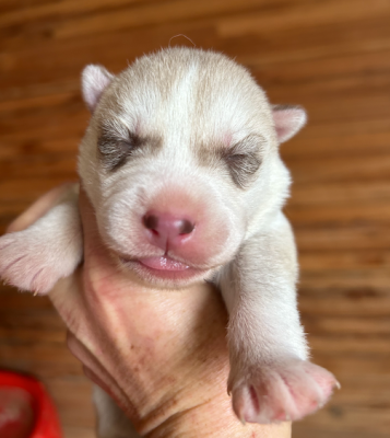 Les chiots de Siberian Husky
