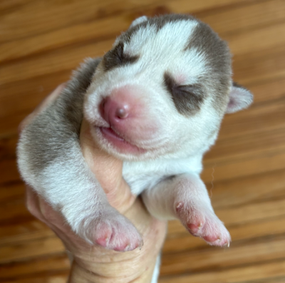 Les chiots de Siberian Husky