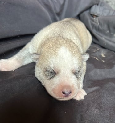 Les chiots de Siberian Husky