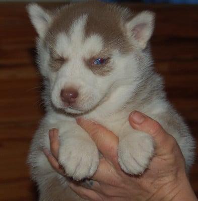 Les chiots de Siberian Husky