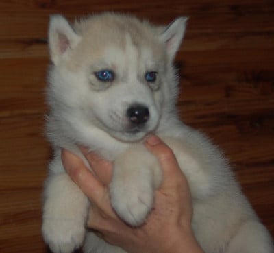 Les chiots de Siberian Husky