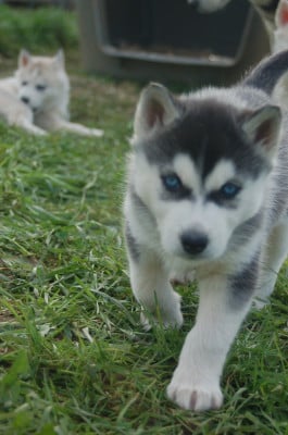 Les chiots de Siberian Husky