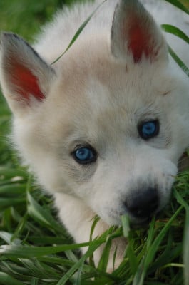 Les chiots de Siberian Husky