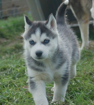 Les chiots de Siberian Husky