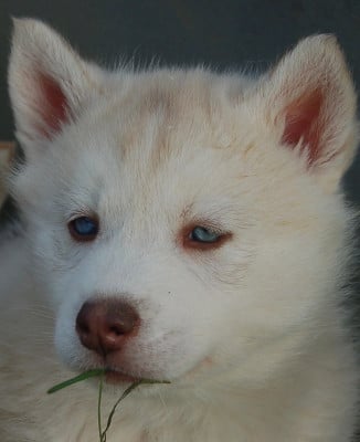 Les chiots de Siberian Husky