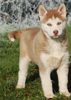 Les chiots de Siberian Husky