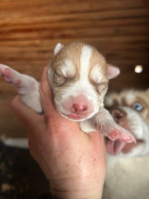 Les chiots de Siberian Husky