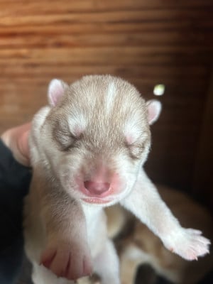 Les chiots de Siberian Husky