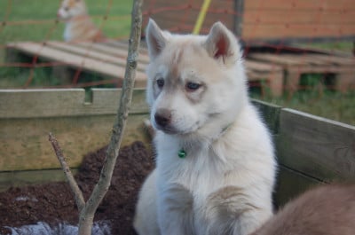 Les chiots de Siberian Husky
