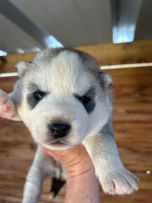 Les chiots de Siberian Husky