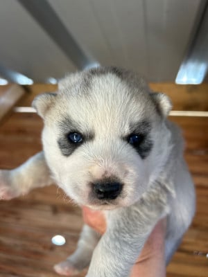 Les chiots de Siberian Husky
