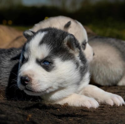 Les chiots de Siberian Husky