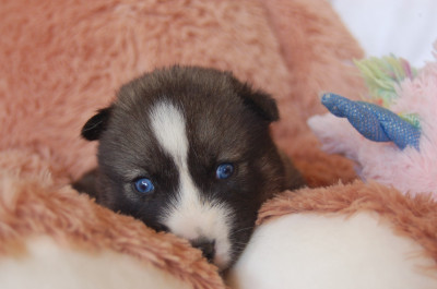 Les chiots de Siberian Husky