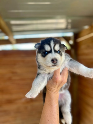Les chiots de Siberian Husky