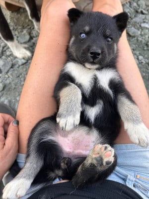 B - Siberian Husky