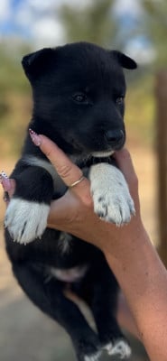 CHIOT 2 - Siberian Husky
