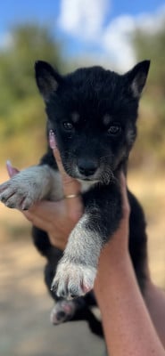 CHIOT 3 - Siberian Husky