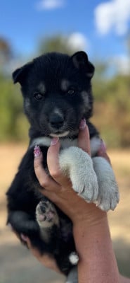 CHIOT 5 - Siberian Husky
