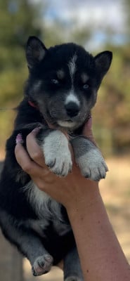 CHIOT 6 - Siberian Husky