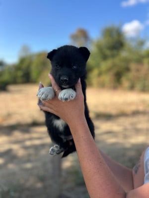 CHIOT 8 - Siberian Husky