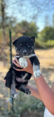 CHIOT 10 - Siberian Husky