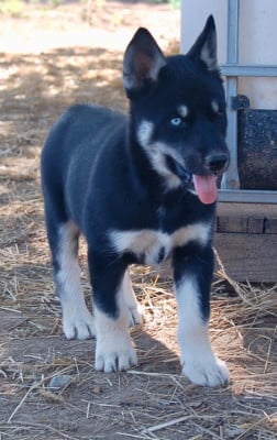 Les chiots de Siberian Husky