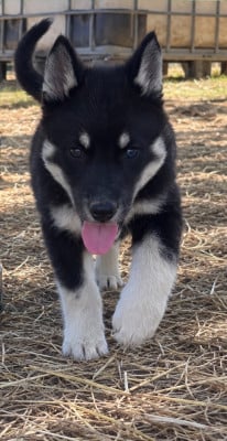 Les chiots de Siberian Husky