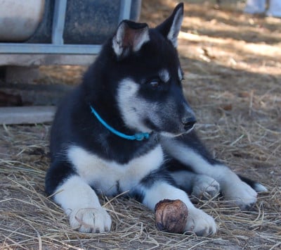 Les chiots de Siberian Husky