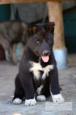 Les chiots de Siberian Husky