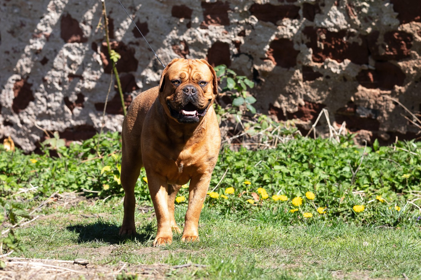 VAYA De La Commanderie Des Molosses