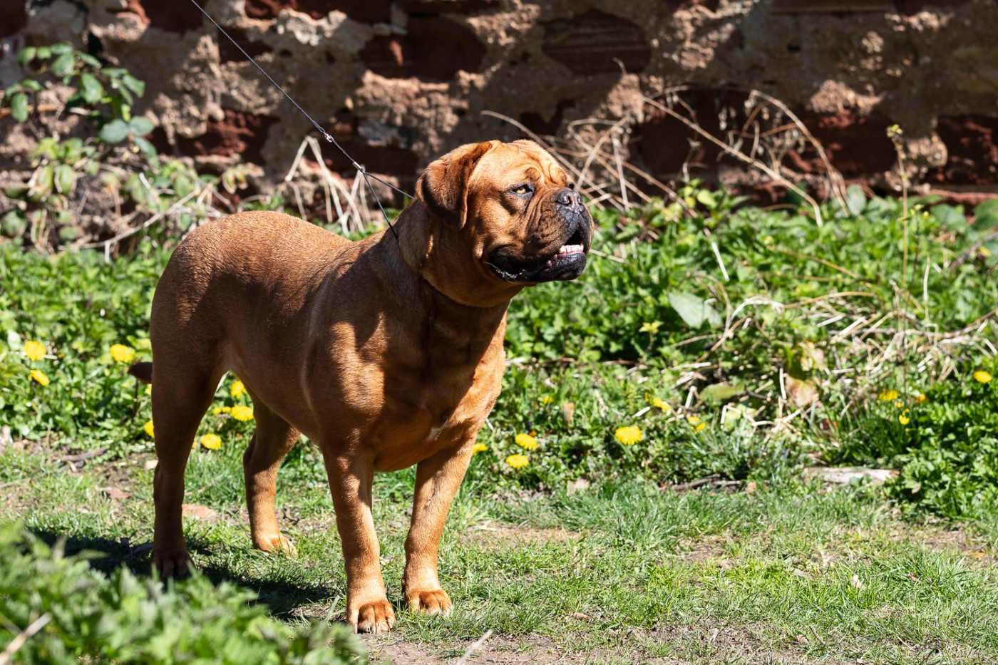 VAYA De La Commanderie Des Molosses